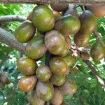 Spondias purpurea Fruit