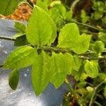 Euphorbia tithymaloides List