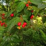 Cotoneaster bullatus Floare