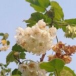 Dombeya acutangula Flower