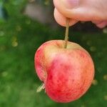 Malus baccata Fruit