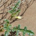 Solanum euacanthum Flower