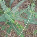 Phyllanthus amarus Leaf