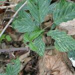 Rubus echinatus 葉