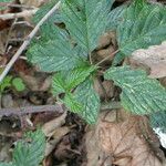 Rubus echinatus Leaf