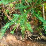 Taxus brevifolia Habitus