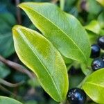 Sarcococca confusa Blatt