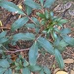 Helleborus lividus Leaf