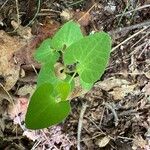 Aristolochia pallida Levél