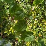 Acer davidii Feuille