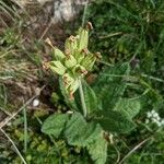 Primula verisPlod