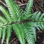 Arachniodes simplicior Leaf