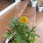 Tagetes erectaKwiat