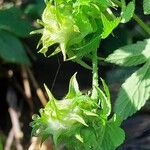 Humulus scandens 果実