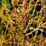 Eragrostis curvula Цветок