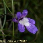 Pinguicula longifolia Flor