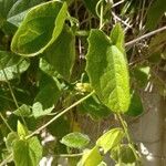 Thunbergia alata Blatt