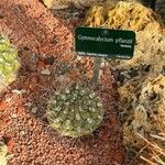 Gymnocalycium pflanzii Hoja