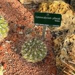 Gymnocalycium pflanzii Folha