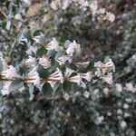 Osmanthus delavayi Bloem