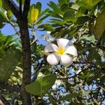 Plumeria obtusa പുഷ്പം