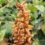 Orobanche hederae Flower