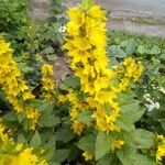 Lysimachia vulgarisFlower