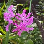 Nerine undulata Flower