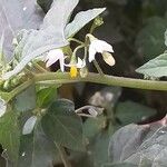 Solanum chenopodioides Цвят