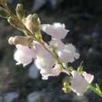 Linaria nivea Flor