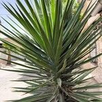 Yucca aloifolia Deilen