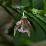 Dichaea panamensis Flower