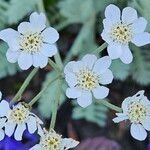 Achillea clavennae Flower