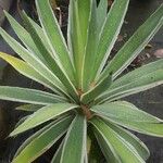 Agave viviparaLevél