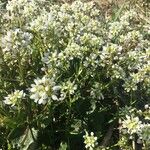 Cochlearia anglicaFlower