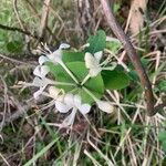 Lonicera caprifoliumBlüte