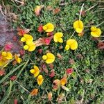 Lotus alpinus Flower