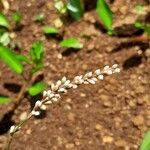 Persicaria decipiens Цвят