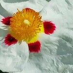 Cistus ladanifer Flor