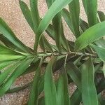 Dracaena angustifolia Leaf