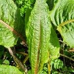 Rumex × acutus Leaf