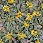 Azorella monantha Habit