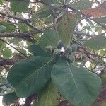 Terminalia catappa Fruit