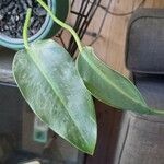 Philodendron martianum叶