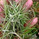 Tillandsia recurvata برگ