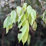 Eperua rubiginosa Hoja