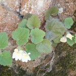 Asarina procumbens Habitus