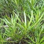 Podocarpus novae-caledoniae পাতা