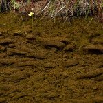 Utricularia floridana Alkat (teljes növény)