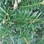 Taxus canadensis 葉